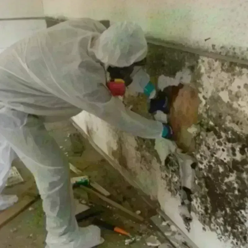 Mold Remediation and Removal in Blythewood, SC